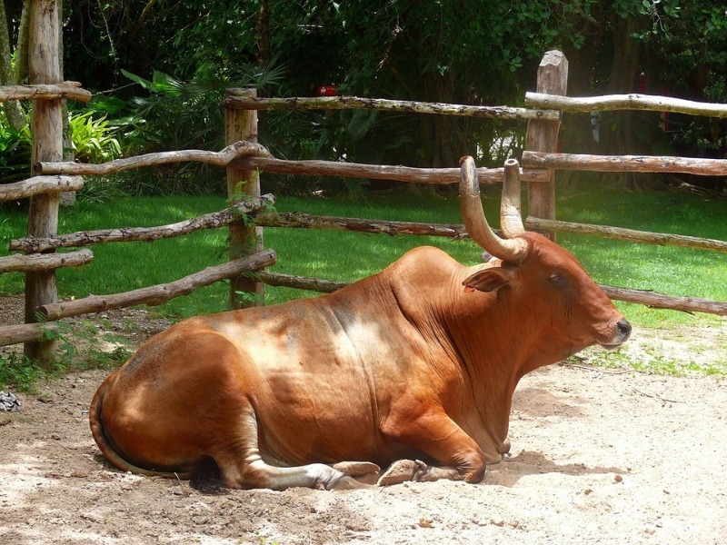 buey horóscopo chino